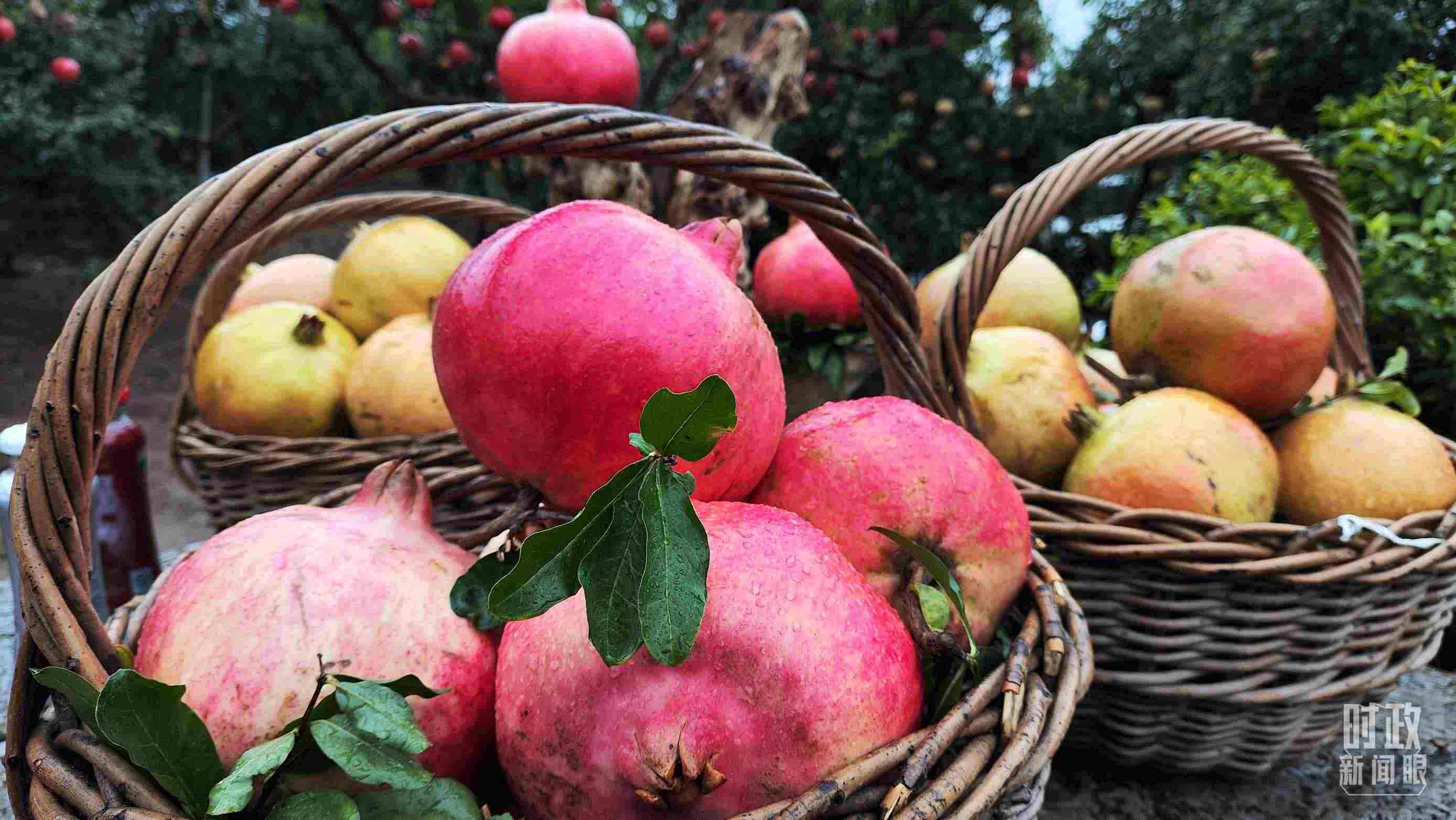 △種植園內(nèi)新鮮采摘的石榴。（總臺央視記者鐘信偉拍攝）