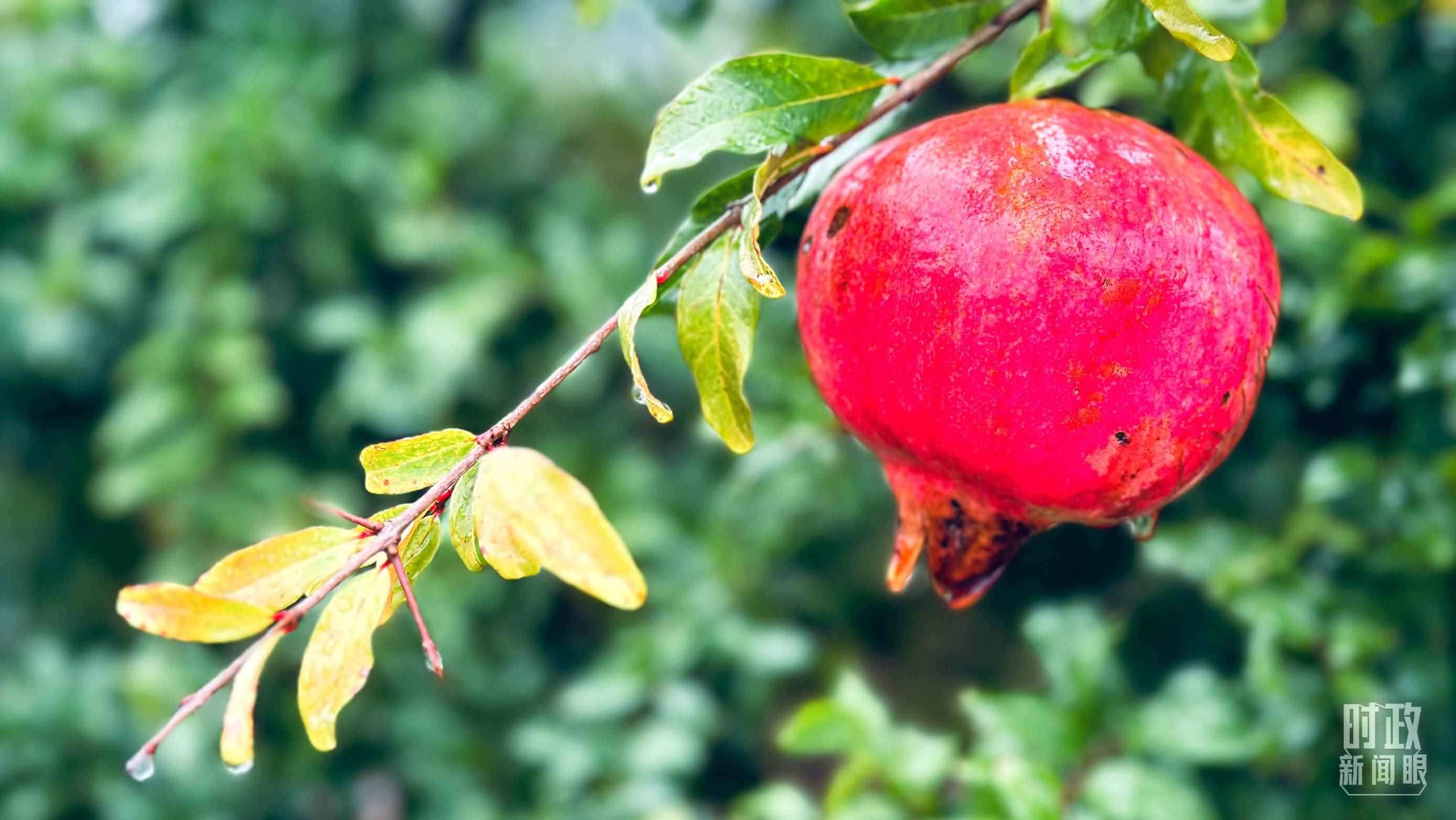 △山東省棗莊市冠世榴園，石榴紅了。（總臺(tái)央視記者范一鳴拍攝）