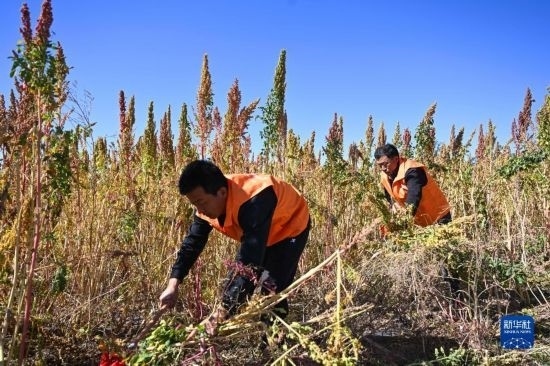 9月28日，農(nóng)民參加內(nèi)蒙古武川縣首屆藜麥開鐮節(jié)割藜麥比賽。