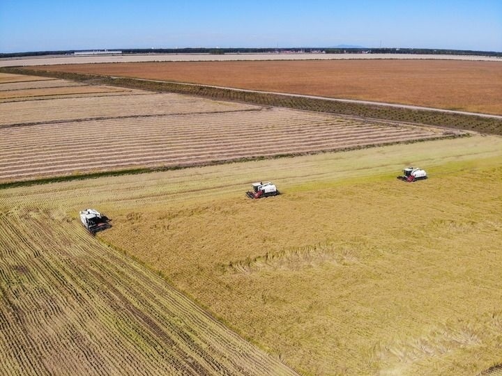 這是在位于黑龍江雙鴨山市友誼縣的北大荒農(nóng)業(yè)股份有限公司友誼分公司一地塊拍攝的水稻收獲現(xiàn)場(chǎng)（2023年9月21日攝，無(wú)人機(jī)照片）。新華社記者 王松 攝