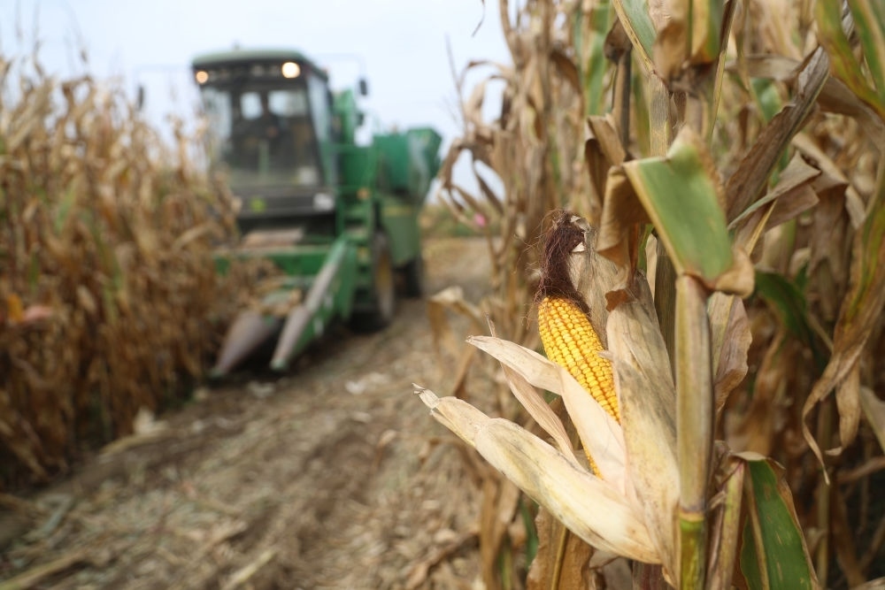 在遼寧省鐵嶺縣蔡牛鎮(zhèn)玉米田里，農(nóng)民駕駛農(nóng)機(jī)收割玉米（2023年9月26日攝）。新華社記者 楊青 攝