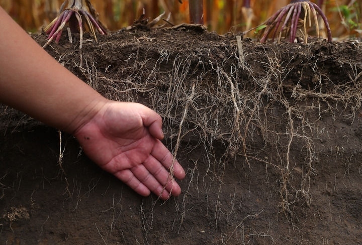 在遼寧省鐵嶺縣蔡牛鎮(zhèn)，張莊玉米合作社的農(nóng)民向外地農(nóng)民介紹黑土地保護(hù)和玉米秸稈還田情況（2023年9月26日攝）。新華社記者 楊青 攝