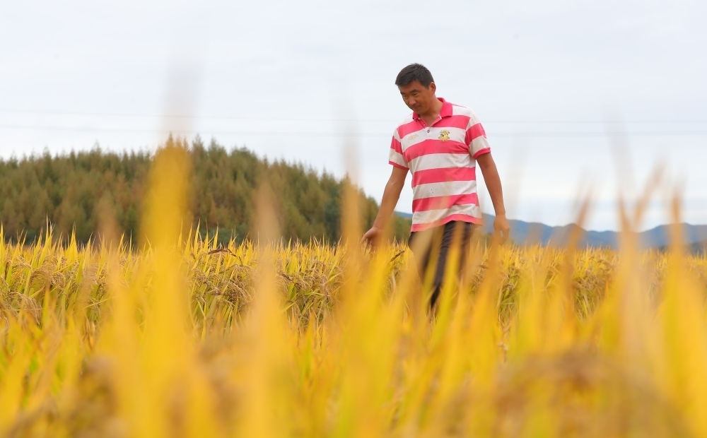 在遼寧省撫順市新賓滿族自治縣新賓鎮(zhèn)的水稻田里，農(nóng)民丁輝查看水稻成熟情況（2023年9月25日攝）。新華社記者 楊青 攝