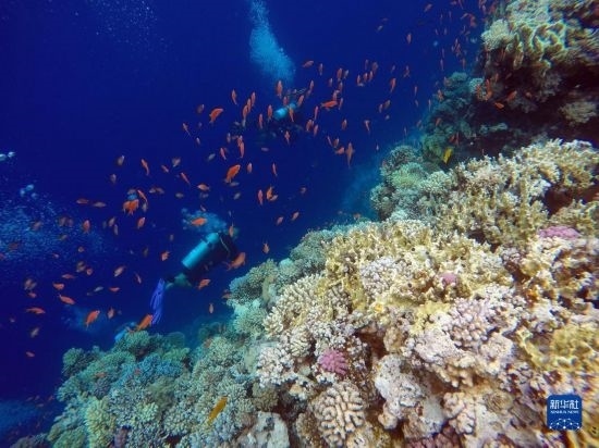  10月2日，人們在埃及西奈半島達(dá)哈布藍(lán)洞內(nèi)的珊瑚旁深潛。新華社記者 隋先凱 攝