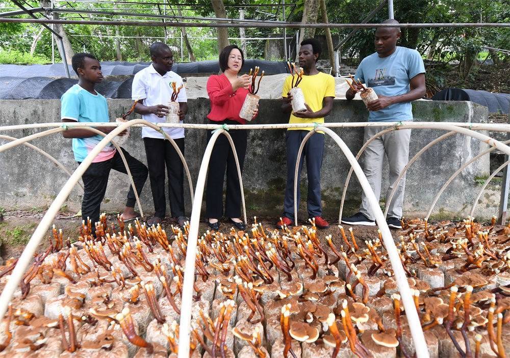 2021年8月12日，福建農(nóng)林大學國家菌草工程技術研究中心副主任林冬梅（中）為非洲留學生講解菌草鹿角靈芝的栽培情況。新華社記者 林善傳 攝