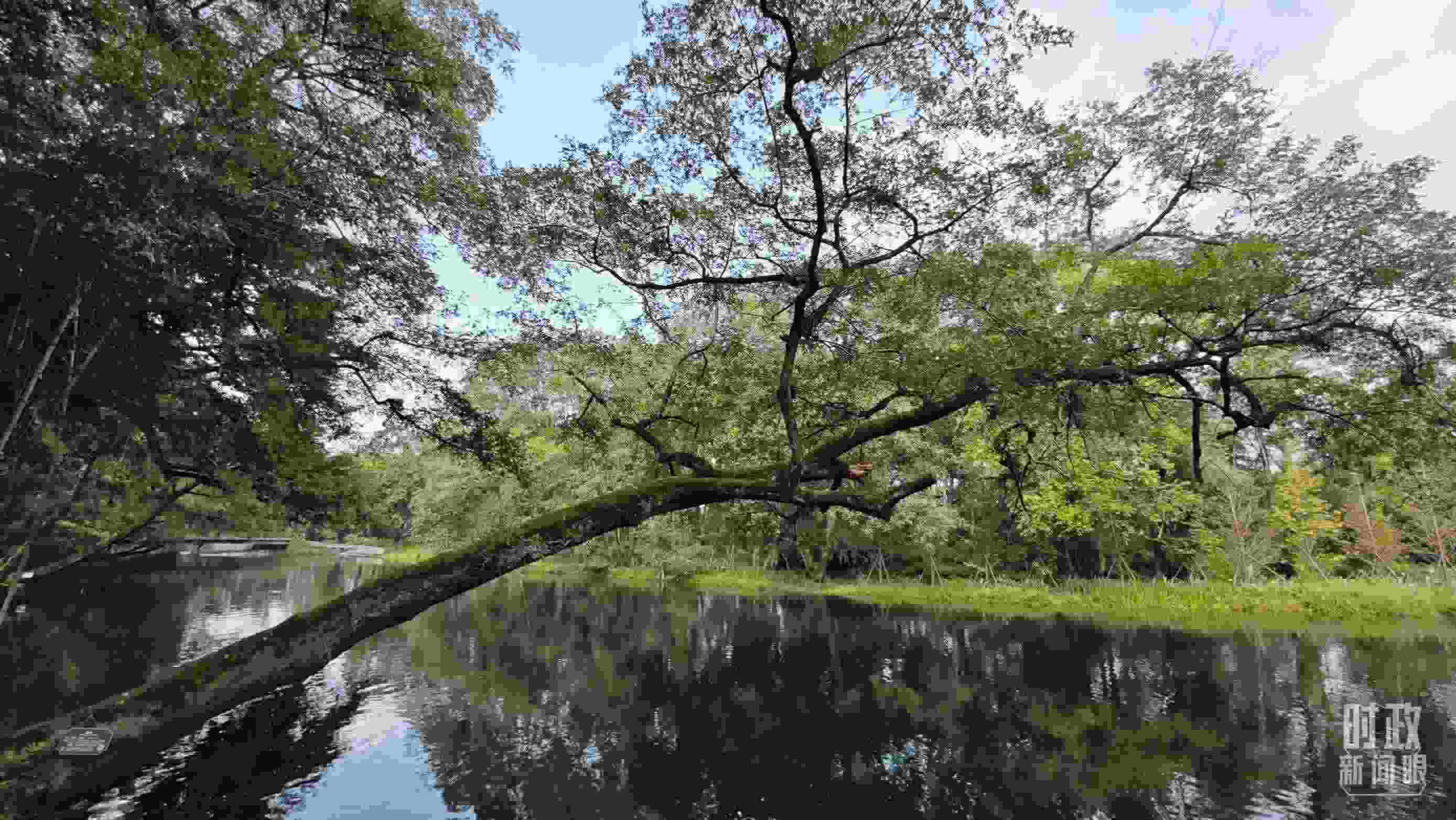 △饒河源國家濕地公園。（總臺央視記者郁振一拍攝）