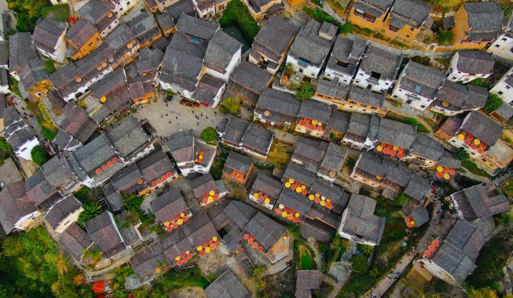 這是婺源縣江灣鎮(zhèn)篁嶺村的曬秋景象（2019年11月7日攝）。