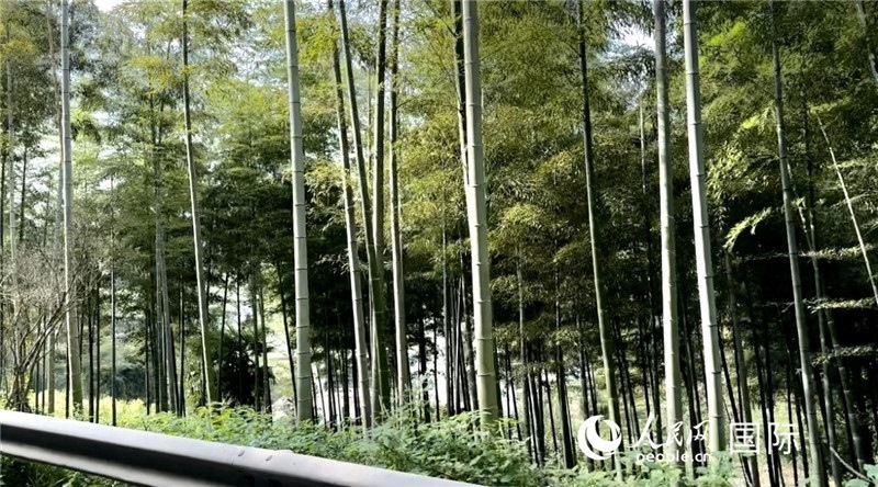 沿途中的竹林。人民網(wǎng)記者 周雨攝