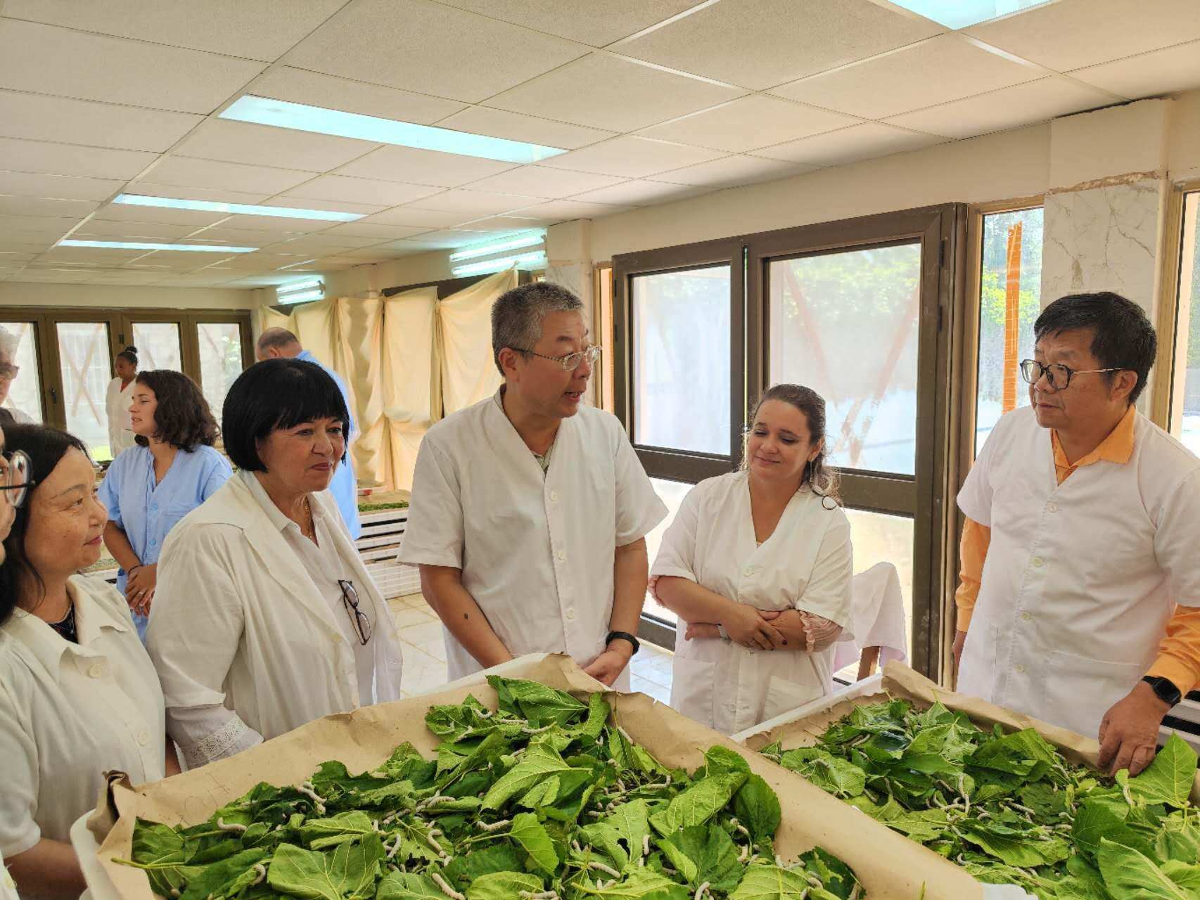 2023年5月23日，中國駐古巴大使馬輝考察古中蠶?？萍己献髦行?。來源：中國駐古巴大使館官網(wǎng)