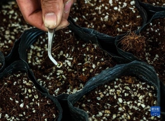 云南錦科花卉工程研究中心里已經(jīng)發(fā)芽的太空種子（4月3日攝）。