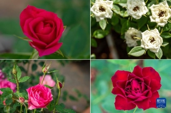 這是云南省安寧市現(xiàn)代農(nóng)業(yè)園區(qū)玫瑰種植示范園里玫瑰新品種的拼版照片。