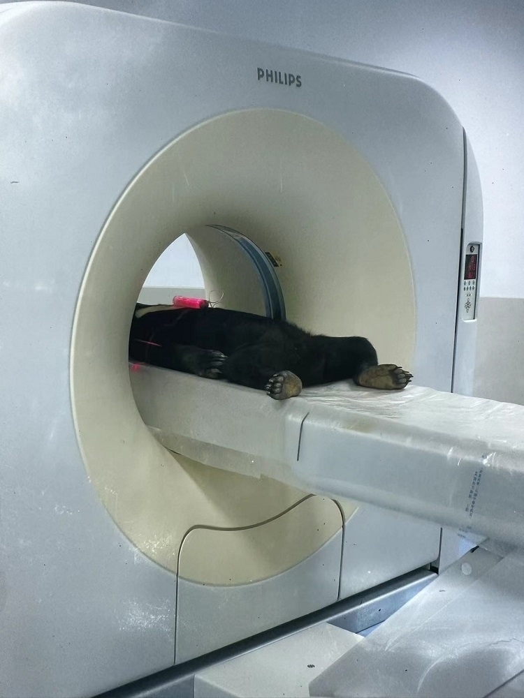 長隆野生動(dòng)物世界的動(dòng)物醫(yī)院內(nèi)，馬來熊在做核磁共振檢查。人民網(wǎng)記者 李舫攝