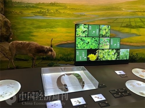  （中醫(yī)藥博物館展出的各類中藥材令人應接不暇。中國經(jīng)濟周刊記者 郭志強 攝）