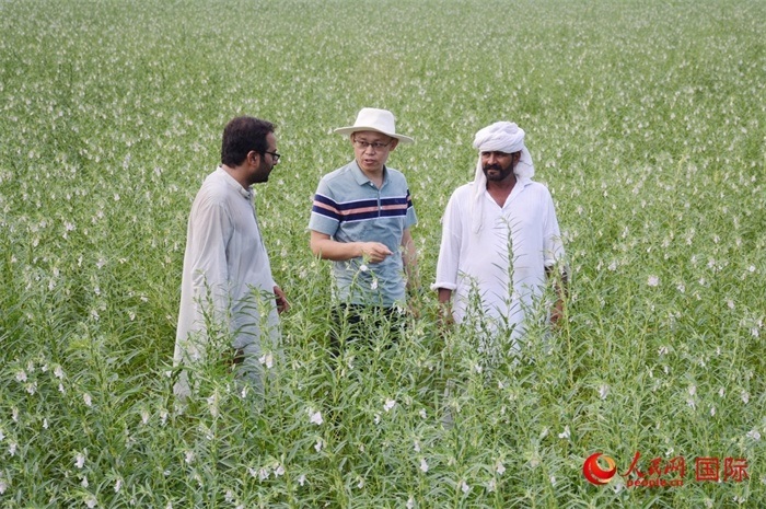中巴經(jīng)濟走廊農(nóng)業(yè)合作中心負責人席建龍（中）與巴基斯坦當?shù)剞r(nóng)戶在芝麻種植園交流作物生長情況。人民網(wǎng)記者薩義德·邁赫迪攝