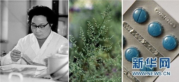 屠呦呦、青蒿和抗瘧疾成藥（拼版資料照片）