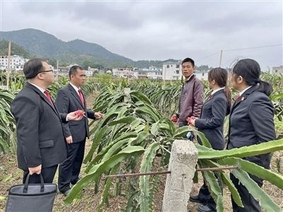  圖④：岑溪法院糯垌法庭法官深入轄區(qū)火龍果基地調(diào)研。