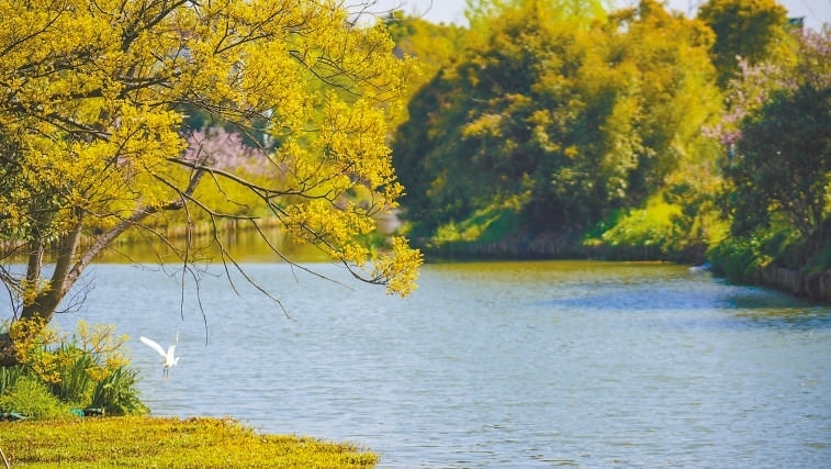  碧波蕩漾 浙江嘉興市海鹽縣望海街道永福社區(qū)荷花池，一汪碧水波光粼粼，風(fēng)光旖旎。當?shù)厥冀K堅持綠色發(fā)展，促進人與自然和諧共生。 肖弗勒模具（嘉興）有限公司德國籍經(jīng)理 湯姆·魯特納攝 “當?shù)卮迕窀嬖V我，如今環(huán)境變好了，茶余飯后，大家都會到河邊散散步，欣賞美景，和鄰居聊聊天。我想，好生態(tài)是大自然的饋贈，更是長三角地區(qū)大力治理生態(tài)環(huán)境的結(jié)果。希望美麗中國的綠色發(fā)展之路越走越好?！? /></p> <p style=