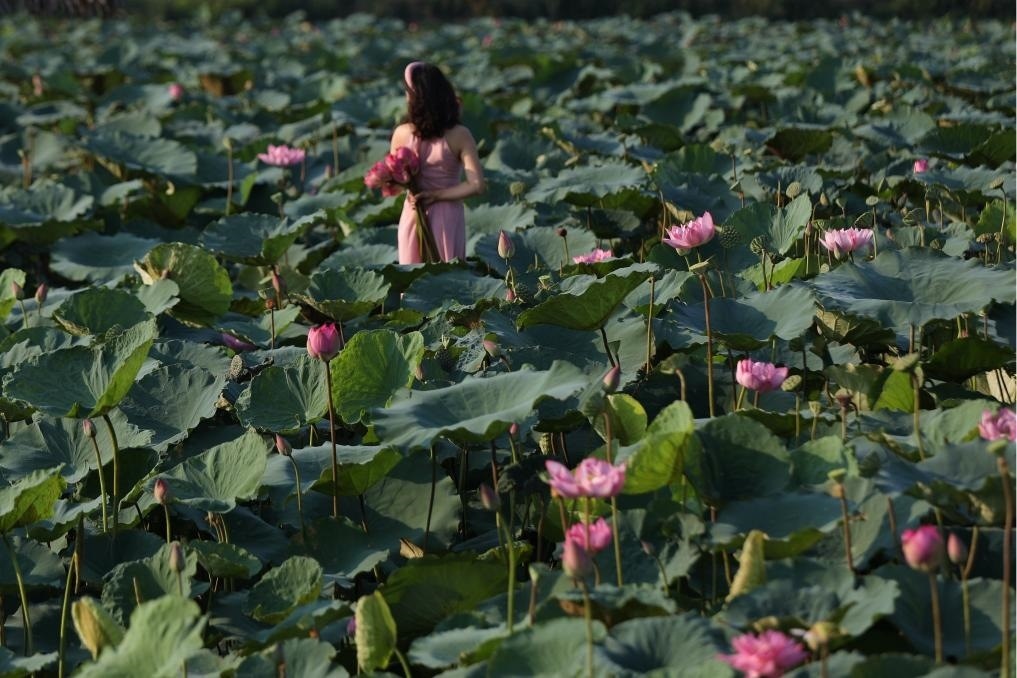這是2020年7月15日，一名女子在越南首都河內(nèi)西湖畔的荷花叢中留影。