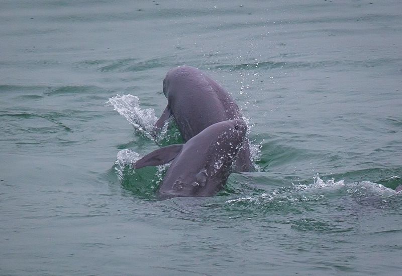 2021年5月10日，在湖北省宜昌市江邊，長江江豚在水中嬉戲。