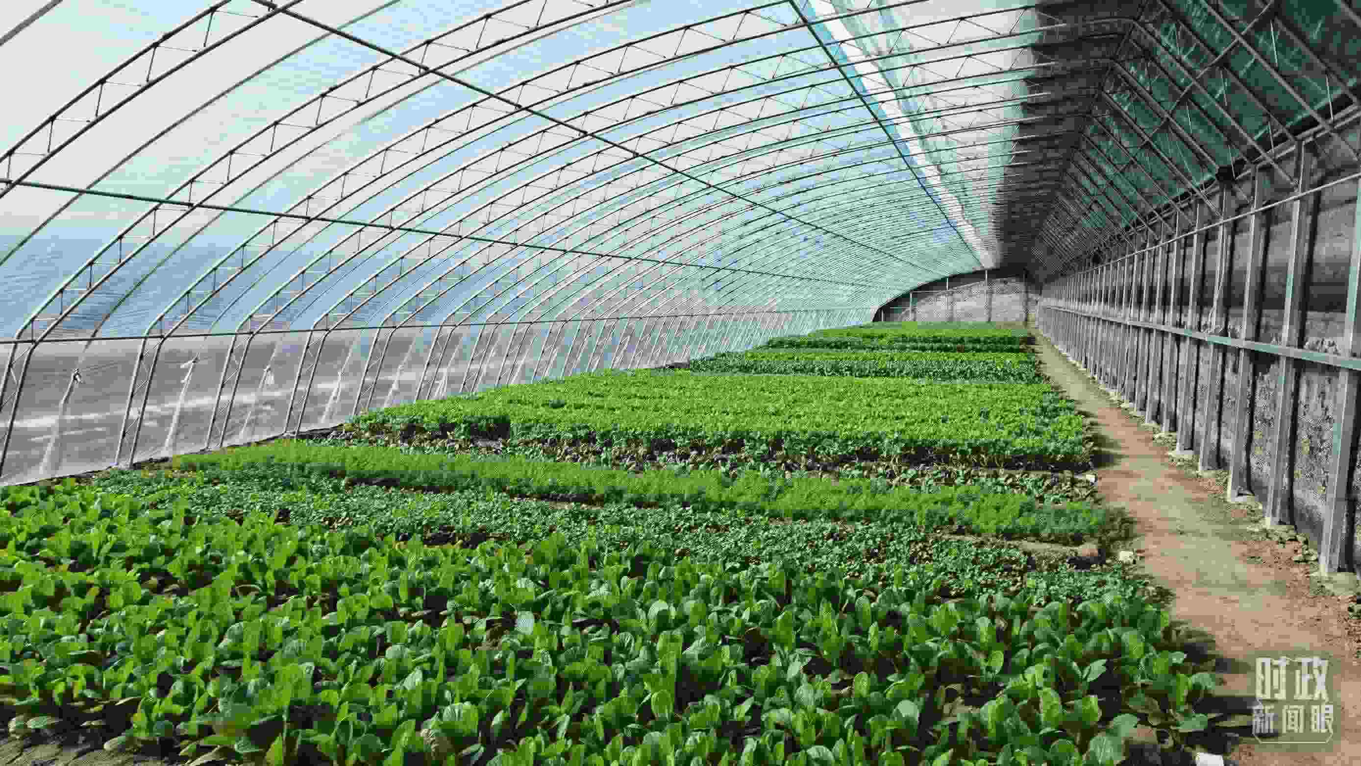 △第六埠村蔬菜大棚。（總臺(tái)央視記者郭鴻拍攝）