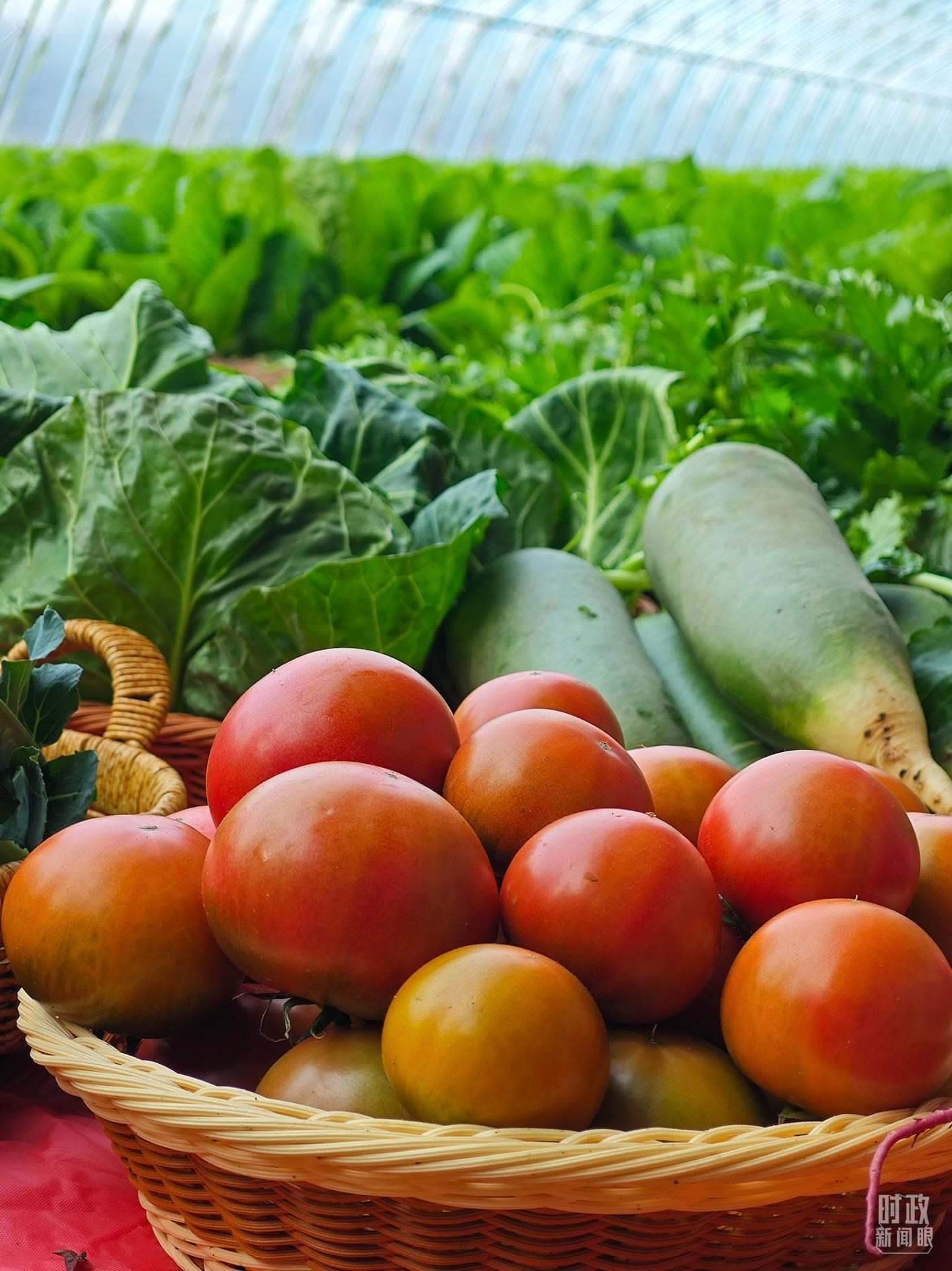 △第六埠村蔬菜大棚，蔬菜收獲頗豐。（總臺央視記者彭漢明拍攝）