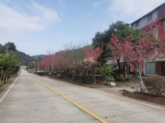 道路兩旁的山櫻花。將樂縣農(nóng)業(yè)農(nóng)村局供圖