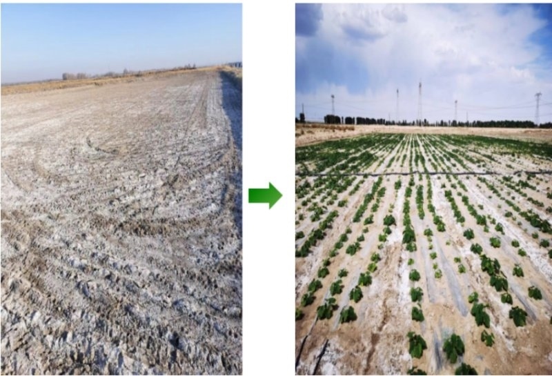 鹽堿地成良田。黃花農(nóng)場供圖