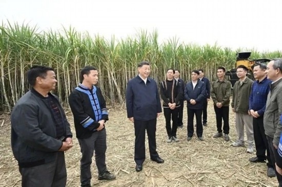 2023年12月14日，習(xí)近平總書記在廣西來(lái)賓市國(guó)家現(xiàn)代農(nóng)業(yè)產(chǎn)業(yè)園黃安優(yōu)質(zhì)“雙高”糖料蔗基地考察。