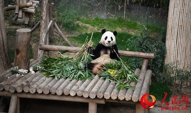 “福寶”享用新鮮的竹子。人民網(wǎng) 李帆攝