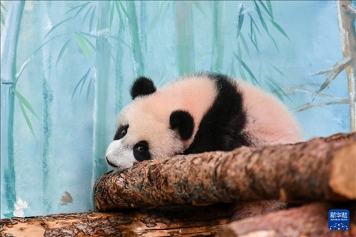 這是3月8日在俄羅斯莫斯科動物園拍攝的大熊貓“喀秋莎”。新華社記者 曹陽 攝