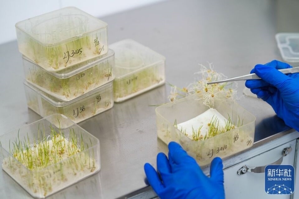 新華全媒+|“大糧倉(cāng)”黑龍江春耕備耕火熱進(jìn)行