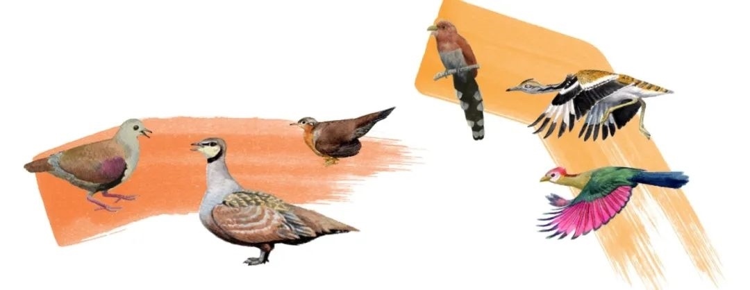 鴿鴇類。浙江大學(xué)供圖