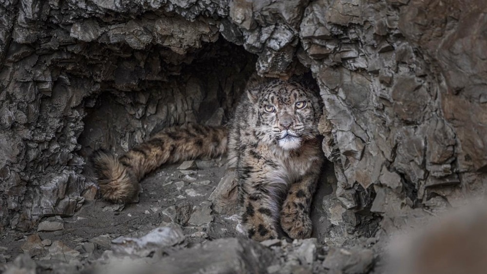 “高原精靈”雪豹。尼瑪多吉攝