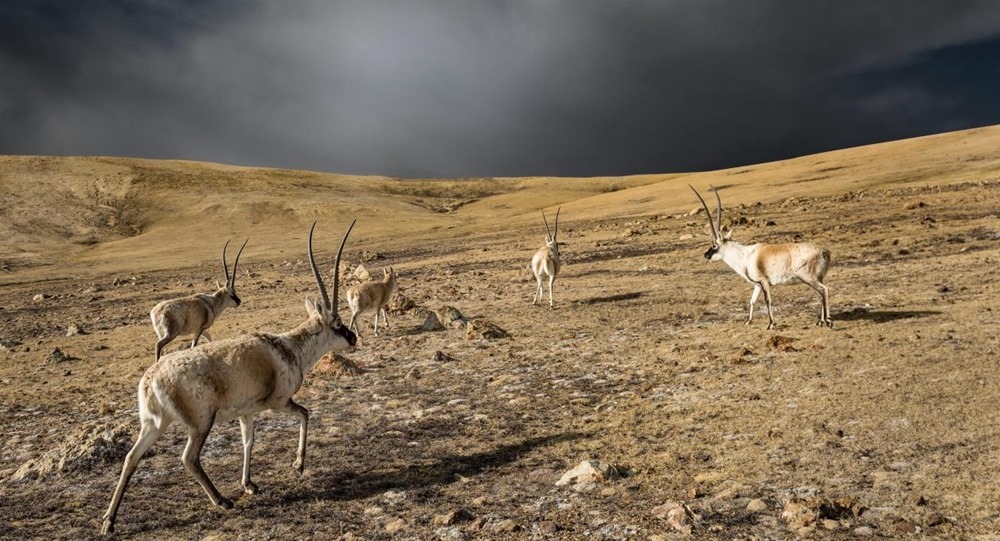 “高原精靈”藏羚羊。尼瑪多吉攝