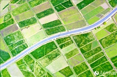 無人機視角下的西藏山南市瓊結農田。人民網記者 次仁羅布攝