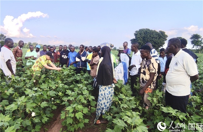 當(dāng)?shù)孛揶r(nóng)紛紛向中國(guó)專(zhuān)家學(xué)習(xí)技術(shù)。人民網(wǎng)記者 黃培昭攝