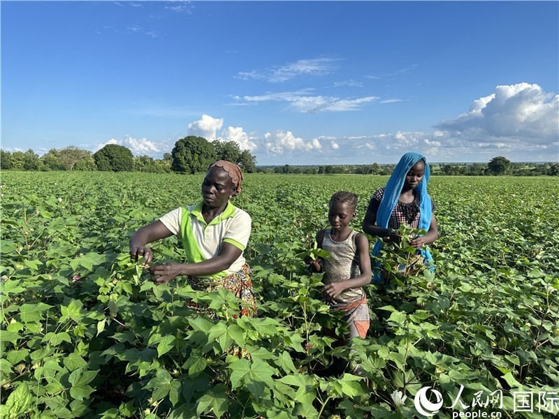 當(dāng)?shù)孛揶r(nóng)在麥田里勞作。人民網(wǎng)記者 黃培昭攝