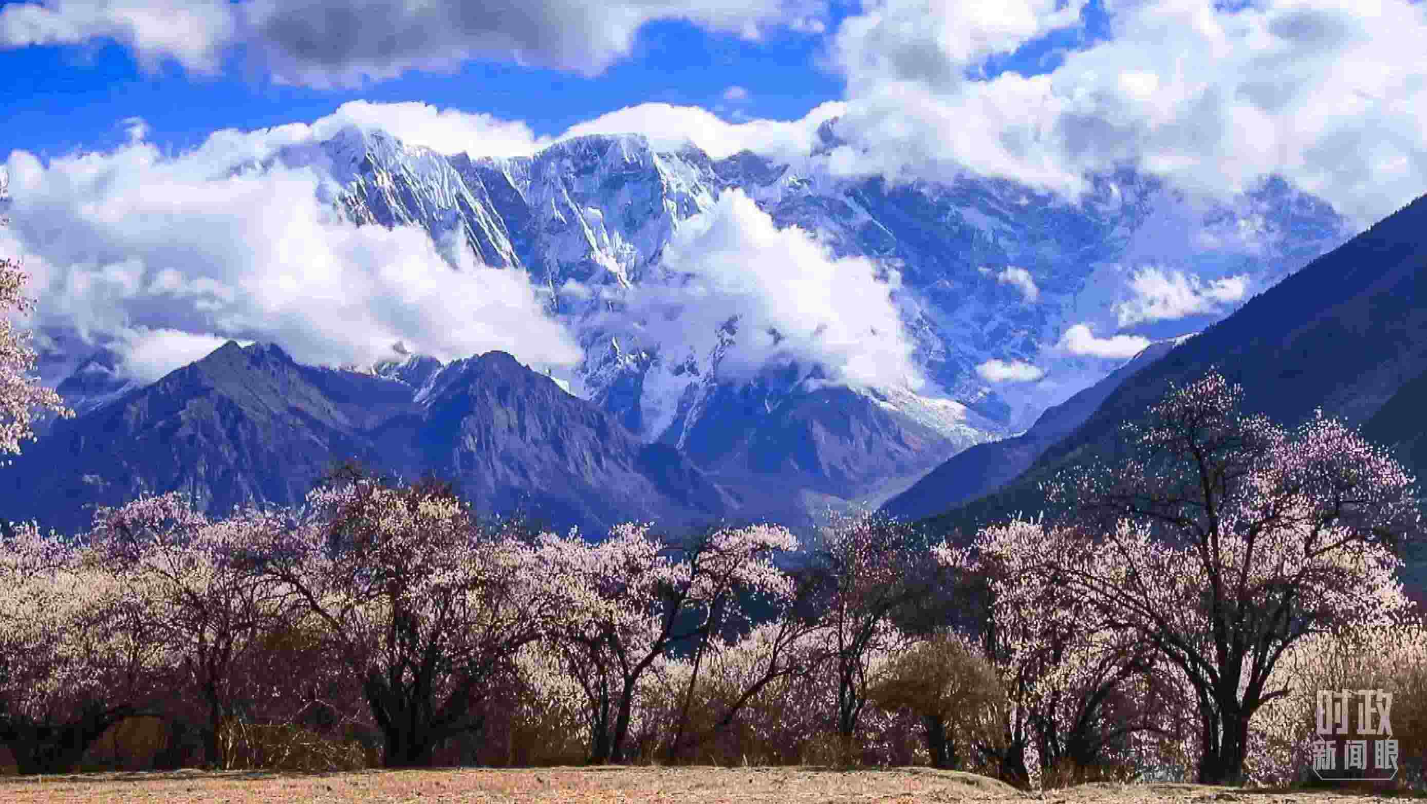 △西藏林芝。（總臺記者李旭拍攝）