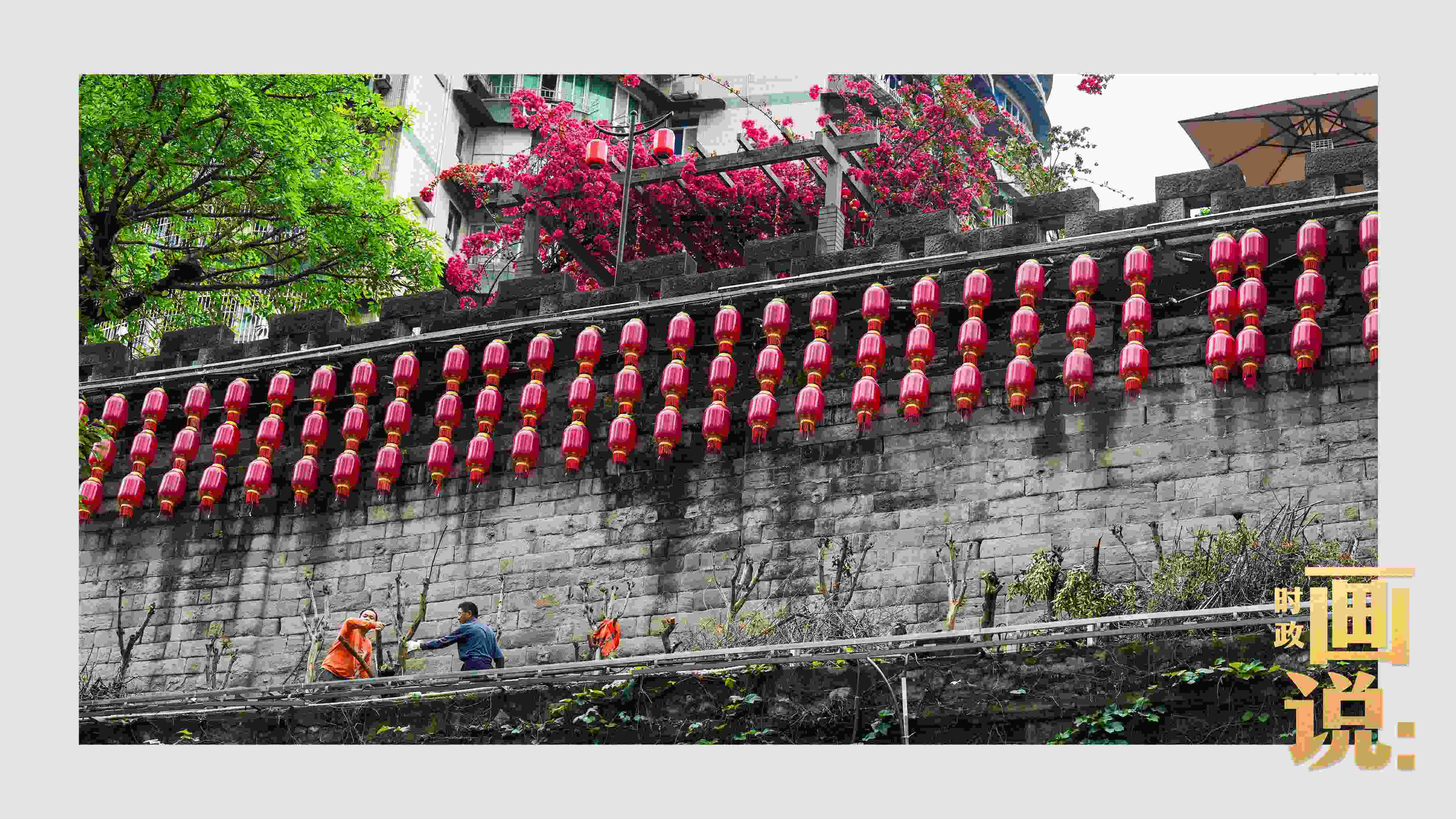 △盛放的三角梅下，園林工人修剪著古老通遠(yuǎn)門城墻上的一抹新綠。