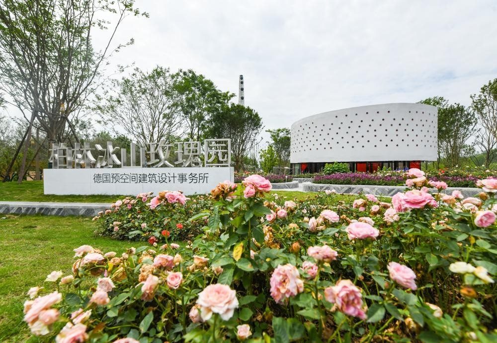 這是2024年4月22日拍攝的成都世園會主會場德國柏林冰山玫瑰園。新華社記者 王曦 攝