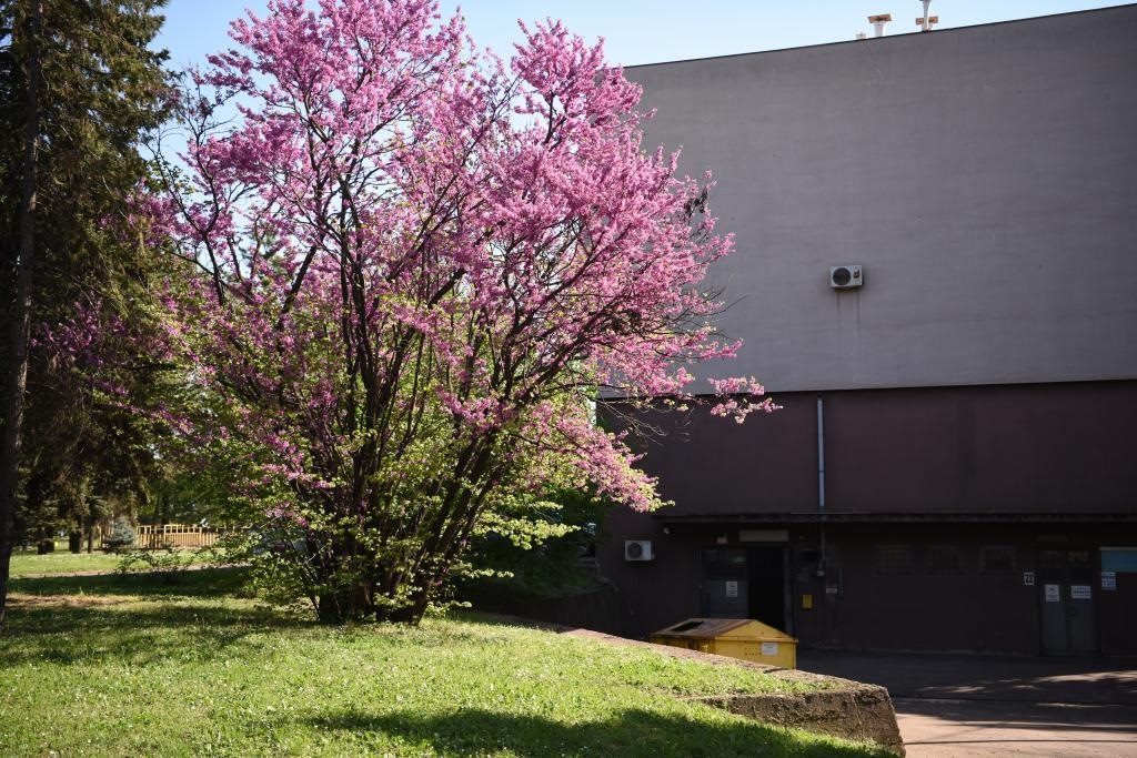 斯梅戴雷沃鋼廠里盛開的南歐紫荊花。