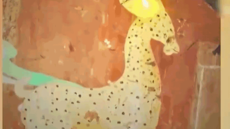 在全新技術(shù)支持下，敦煌莫高窟實(shí)現(xiàn)了窟內(nèi)文物窟外看的新體驗(yàn)。