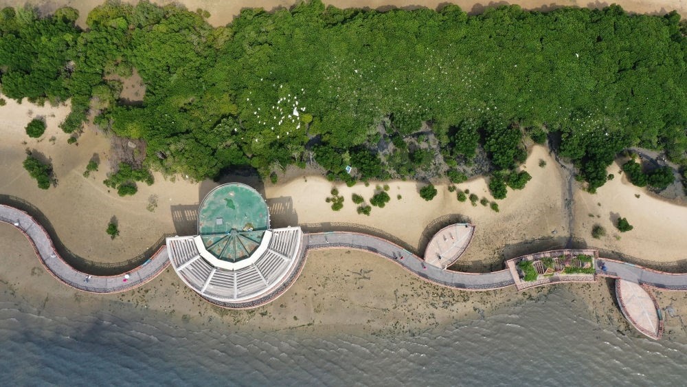 俯瞰廣東湛江市區(qū)海邊的紅樹林（2023年5月25日攝，無人機(jī)照片）。