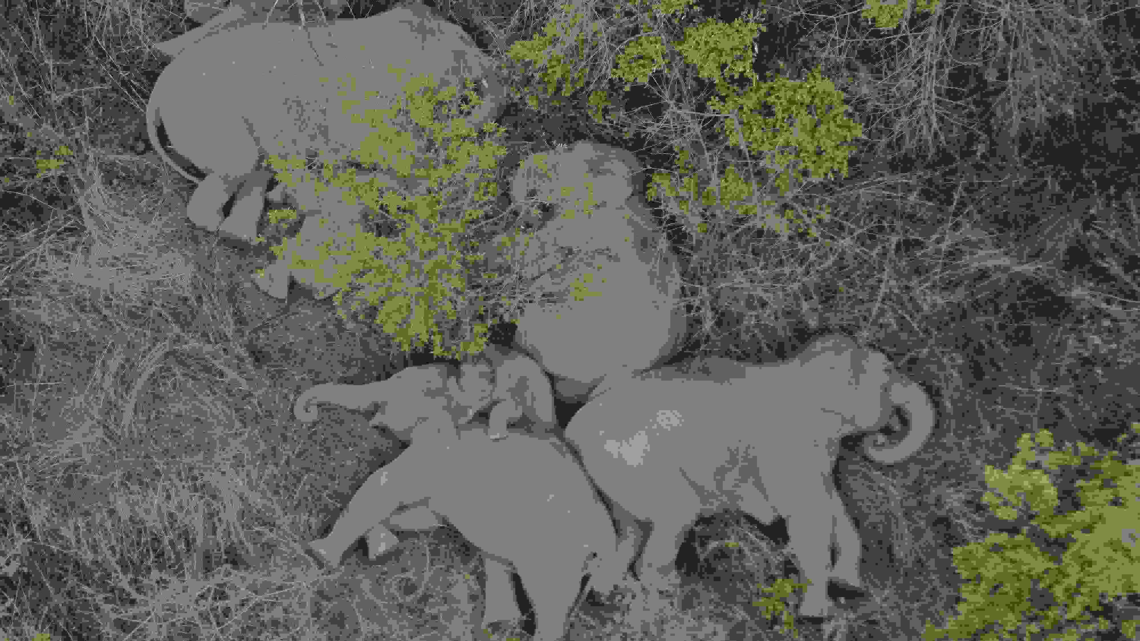 2021年6月7日，航拍顯示亞洲象群在云南省昆明市晉寧區(qū)夕陽(yáng)鄉(xiāng)山林地里睡覺(jué)休息。