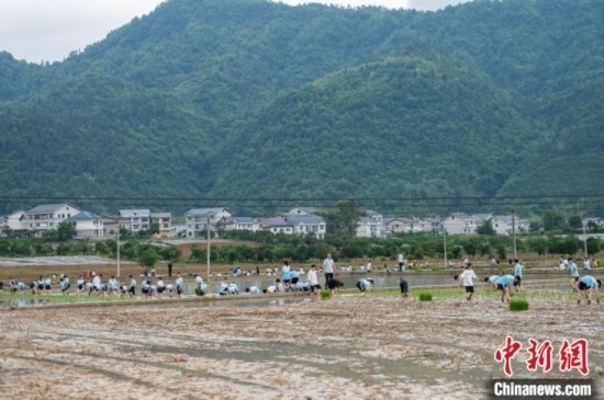 圖為5月21日，綏陽縣旺草中學學生在旺草萬畝大壩體驗插秧。唐哲 攝