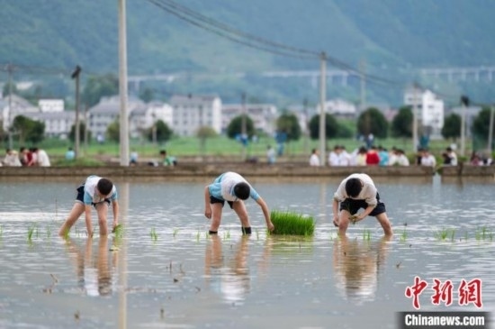 圖為5月21日，綏陽縣旺草中學學生在旺草萬畝大壩體驗插秧。唐哲 攝