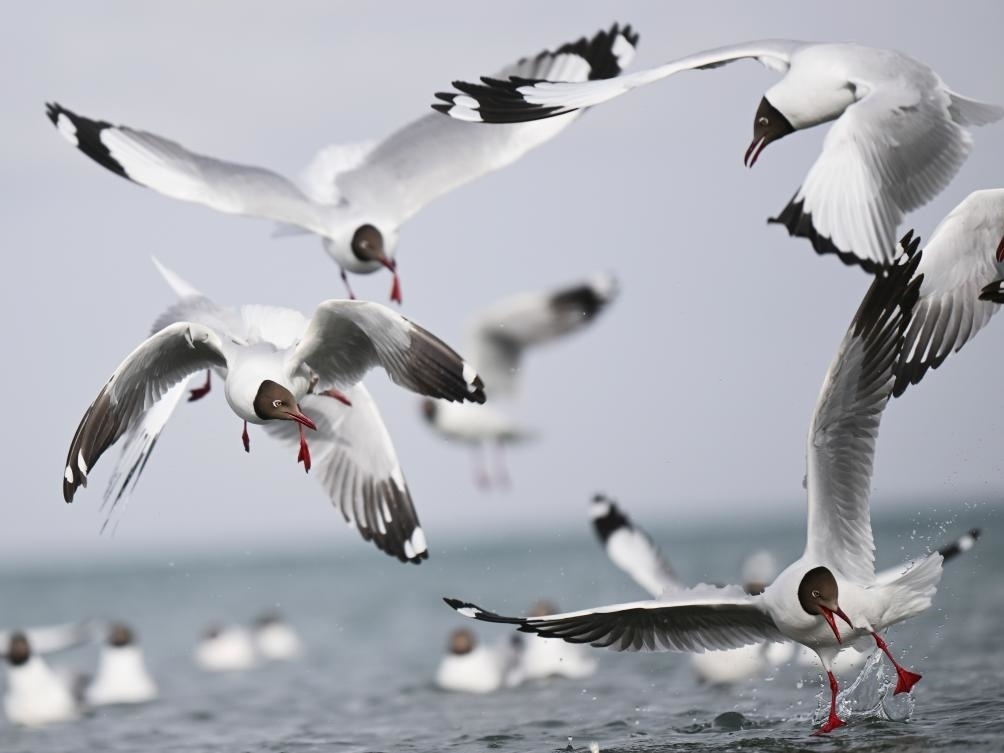 這是2023年4月13日在青海湖拍攝的棕頭鷗。新華社記者 張龍 攝