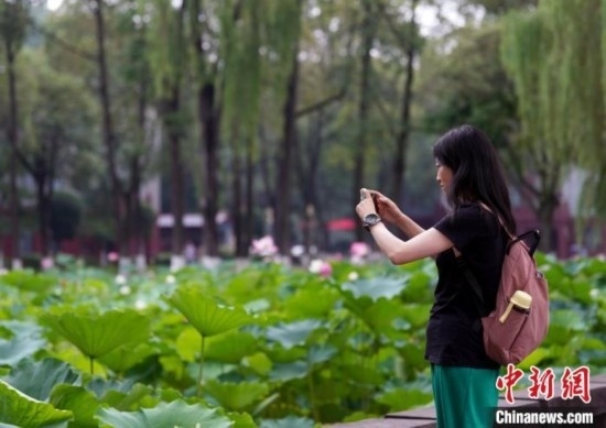 6月19日，時值一年畢業(yè)季，四川大學(xué)望江校區(qū)荷花池里的荷花盛開，成為了畢業(yè)生們的打卡圣地，吸引了眾多畢業(yè)生拍照留念。圖為畢業(yè)生在荷花池邊拍照留念。中新社記者 安源 攝