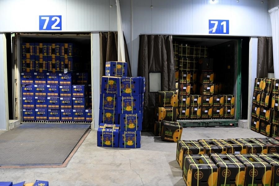 2023年9月12日在廣西憑祥友誼關(guān)口岸拍攝的等待通關(guān)的進(jìn)口榴蓮。新華社記者 曹祎銘 攝