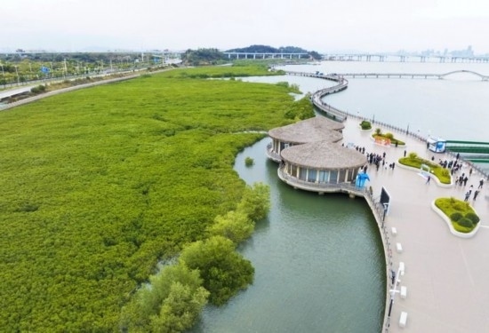 2024年1月23日拍攝的廈門市翔安區(qū)下潭尾紅樹林公園（無人機(jī)照片）。新華社記者 林善傳 攝